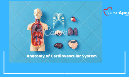 ECG for Healthcare Professionals, Chapter 2 The Cardiovascular System